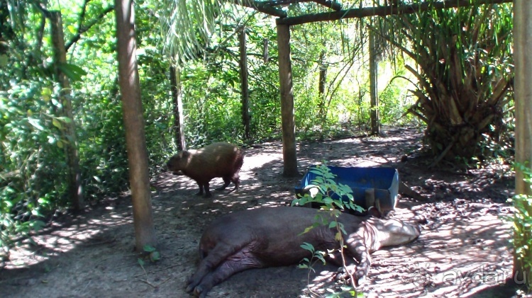 Живая Бразилия. Часть 2/1. Mato Grosso do Sul. Bonito