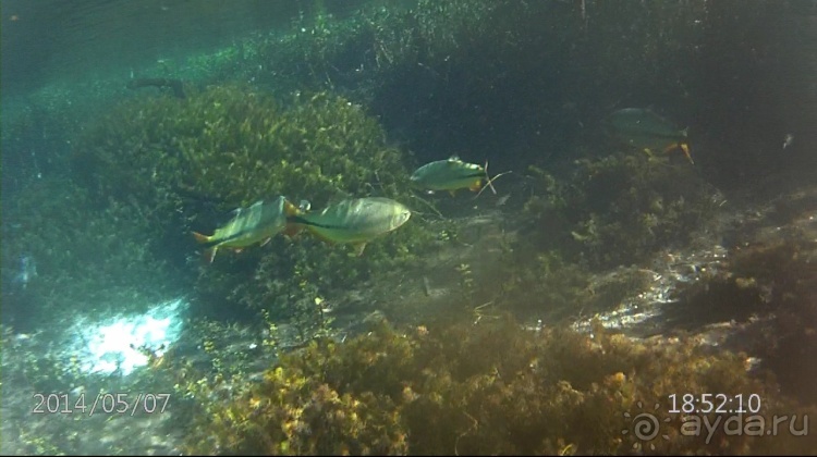 Живая Бразилия. Часть 2/1. Mato Grosso do Sul. Bonito