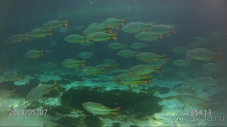 Живая Бразилия. Часть 2/1. Mato Grosso do Sul. Bonito