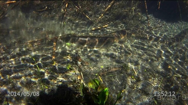 Живая Бразилия. Часть 2/1. Mato Grosso do Sul. Bonito