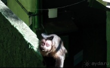 Альбом отзыва "Бразилия по-простому. 6. Рио. Корковаду."