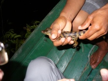 Бразилия по-простому. 9. Амазония и её джунгли