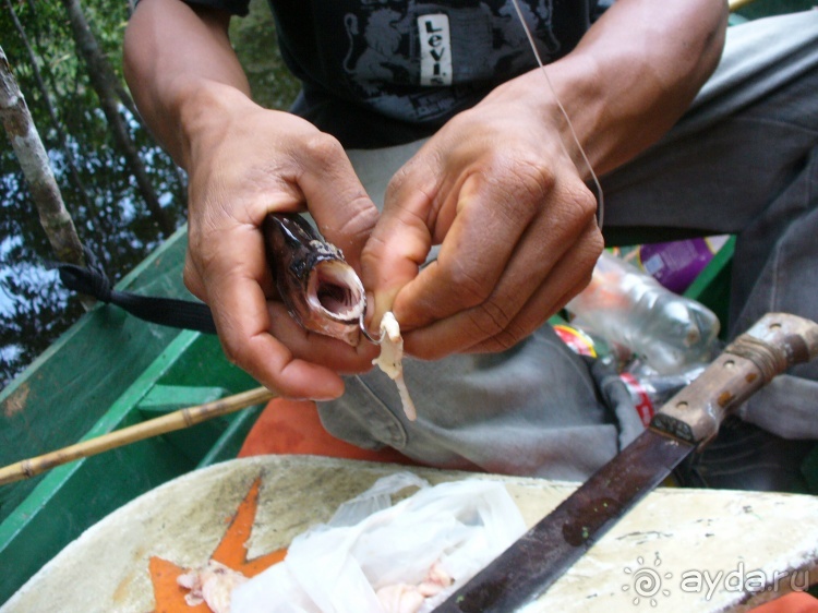 Бразилия по-простому. 9. Амазония и её джунгли