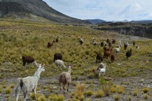 За снегом в Южную Америку 2. Боливия. 2.1. Ла-Пас – Потоси - Уюни