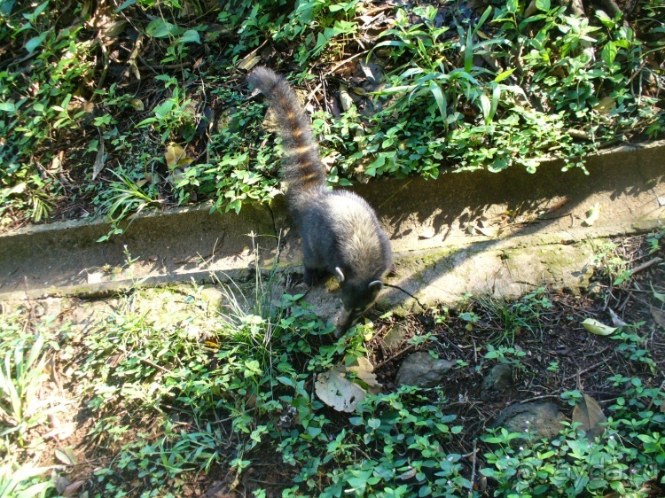 Бразилия по-простому. 2. Бразильские водопады Игуасу.