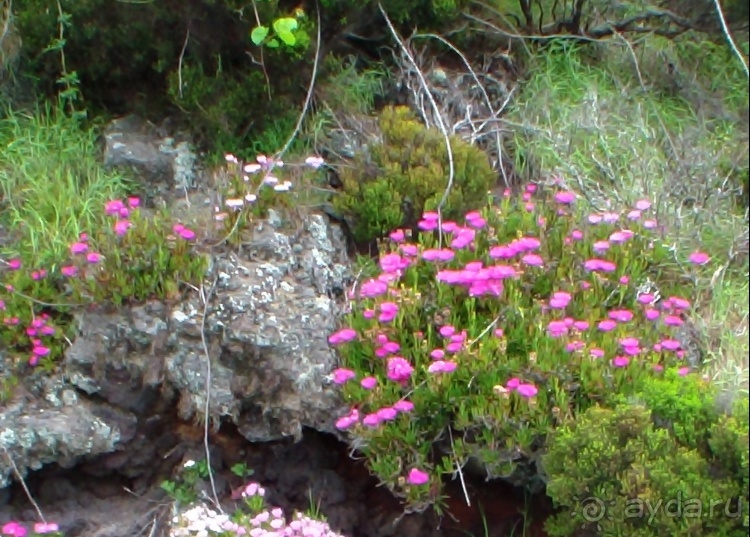 "Азоры это ..."Остров 2.Flores (продолжение) и 3.Corvo