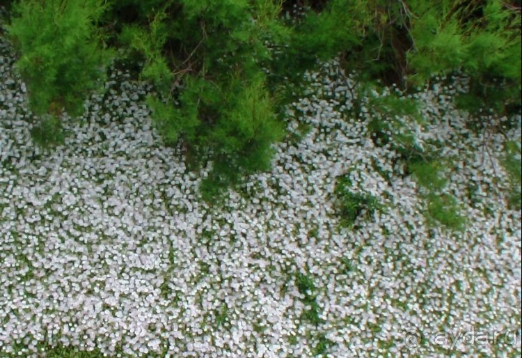 "Азоры это ..."Остров 2.Flores (продолжение) и 3.Corvo