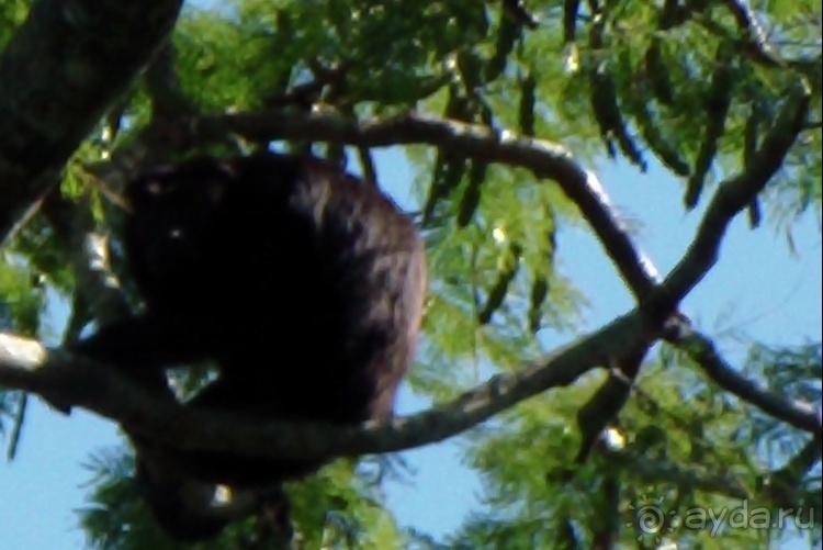 Живая Бразилия.2/2.Штат Mato Grosso do Sul. Pantanal