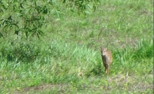 Живая Бразилия.2/2.Штат Mato Grosso do Sul. Pantanal
