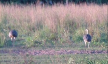 Живая Бразилия.2/2.Штат Mato Grosso do Sul. Pantanal