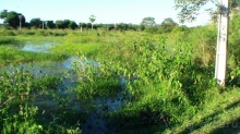 Живая Бразилия.2/2.Штат Mato Grosso do Sul. Pantanal