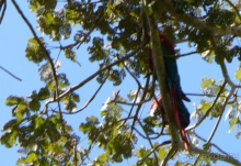 Живая Бразилия.2/2.Штат Mato Grosso do Sul. Pantanal