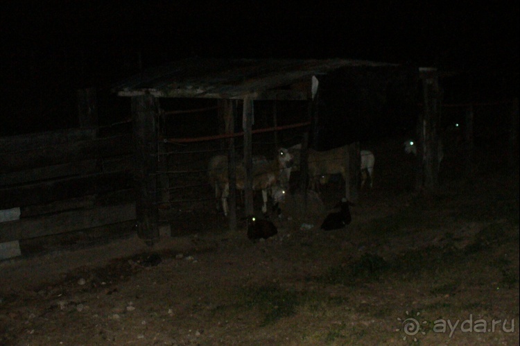 Живая Бразилия.2/2.Штат Mato Grosso do Sul. Pantanal