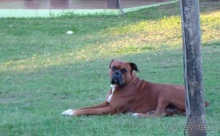 Живая Бразилия.2/2.Штат Mato Grosso do Sul. Pantanal