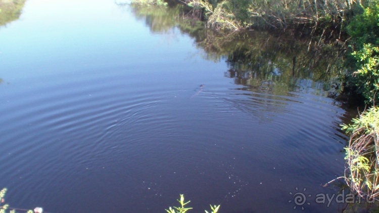 Живая Бразилия.2/2.Штат Mato Grosso do Sul. Pantanal Живая Бразилия.2/2.Штат Mato Grosso do Sul. Pantanal