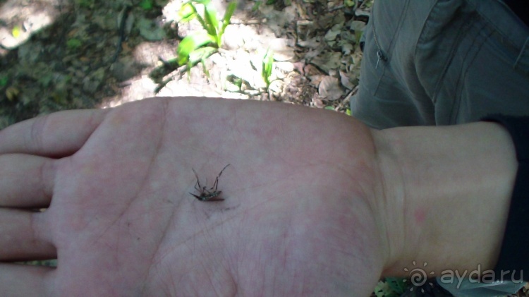 Живая Бразилия.2/2.Штат Mato Grosso do Sul. Pantanal