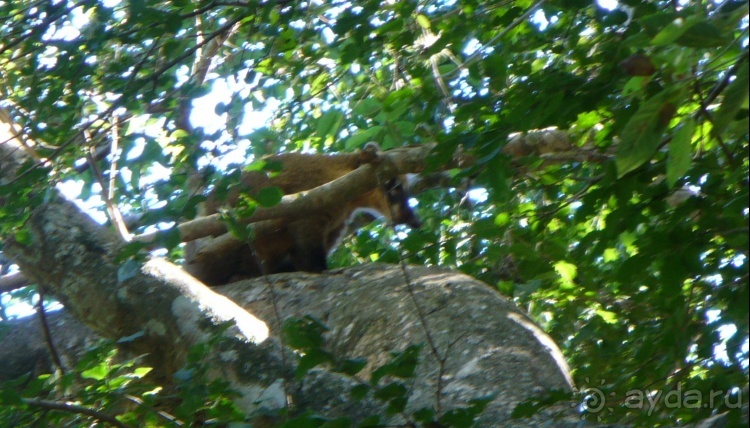 Живая Бразилия.2/2.Штат Mato Grosso do Sul. Pantanal