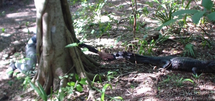 Живая Бразилия.2/2.Штат Mato Grosso do Sul. Pantanal