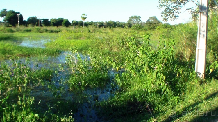Живая Бразилия.2/2.Штат Mato Grosso do Sul. Pantanal Живая <a href=/brazil/>Бразилия</a>.2/2.Штат Mato Grosso do Sul. Pantanal