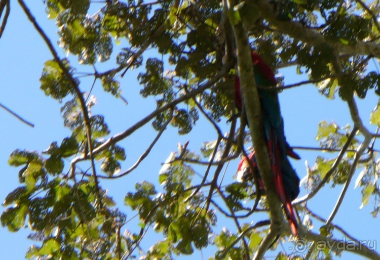 Живая Бразилия.2/2.Штат Mato Grosso do Sul. Pantanal