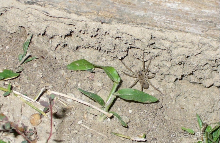 Живая Бразилия.2/2.Штат Mato Grosso do Sul. Pantanal