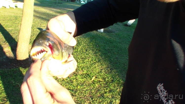 Живая Бразилия.2/2.Штат Mato Grosso do Sul. Pantanal Живая Бразилия.2/2.Штат Mato Grosso do Sul. Pantanal