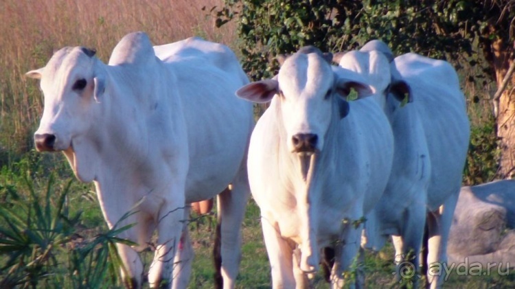 Живая Бразилия.2/2.Штат Mato Grosso do Sul. Pantanal