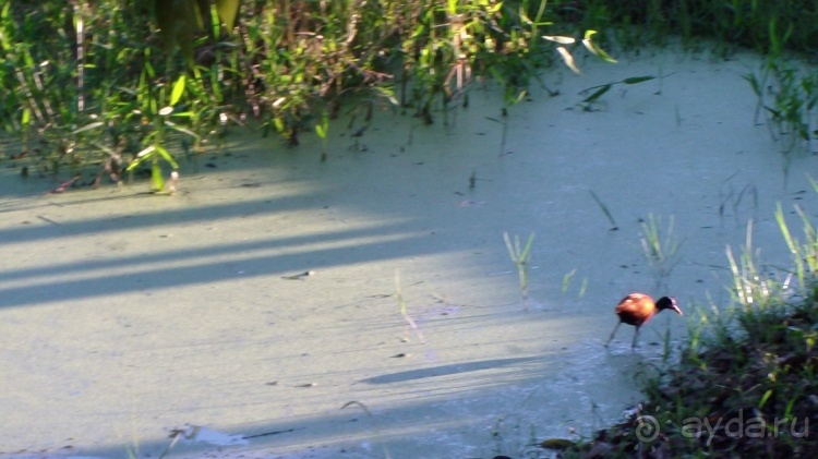 Живая Бразилия.2/2.Штат Mato Grosso do Sul. Pantanal Живая Бразилия.2/2.Штат Mato Grosso do Sul. Pantanal
