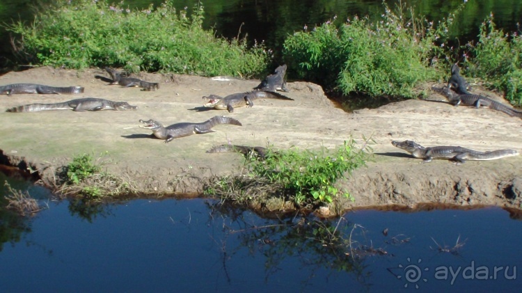 Живая Бразилия.2/2.Штат Mato Grosso do Sul. Pantanal