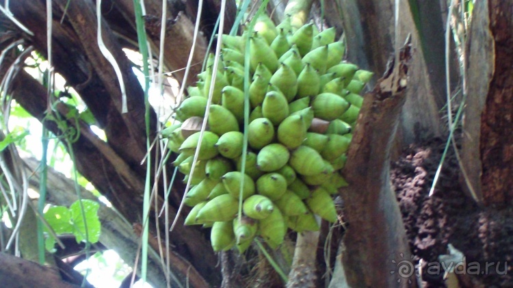 Живая Бразилия.2/2.Штат Mato Grosso do Sul. Pantanal