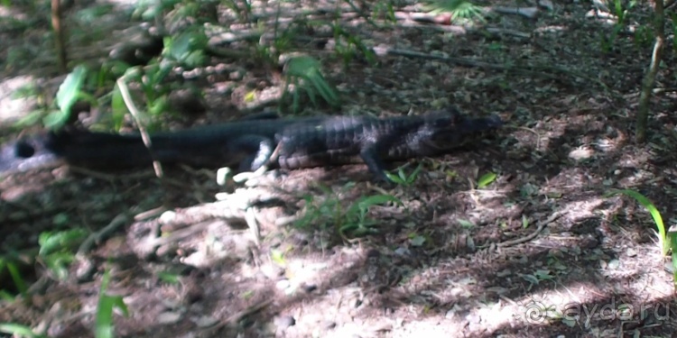 Живая Бразилия.2/2.Штат Mato Grosso do Sul. Pantanal