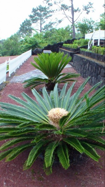 "Азоры..." Острова: 5.Pico (fin) 6.SãoJorge 7.Gracioza