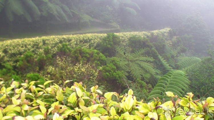 "Азоры..." Острова: 5.Pico (fin) 6.SãoJorge 7.Gracioza