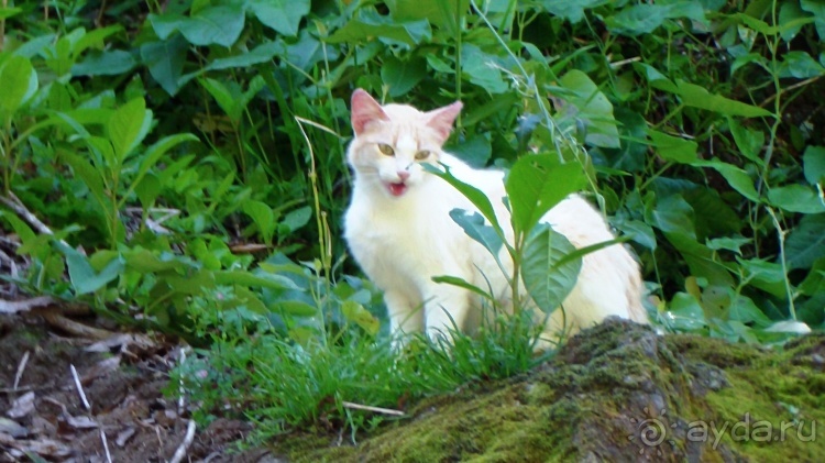 "Азоры..." Острова: 5.Pico (fin) 6.SãoJorge 7.Gracioza