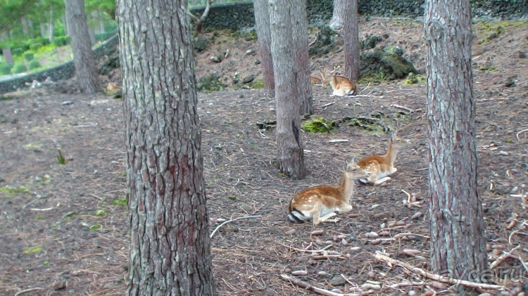 "Азоры..." Острова: 5.Pico (fin) 6.SãoJorge 7.Gracioza