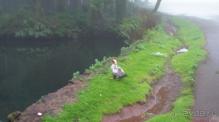 "Азоры..." Острова: 5.Pico (fin) 6.SãoJorge 7.Gracioza