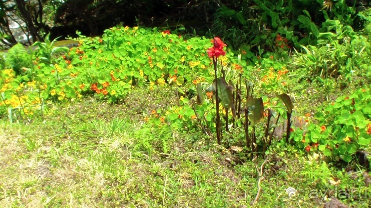 "Азоры это шо?" и "Азоры это хде?". Остров 2. Flores