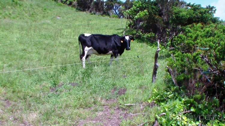 "Азоры это шо?" и "Азоры это хде?". Остров 2. Flores