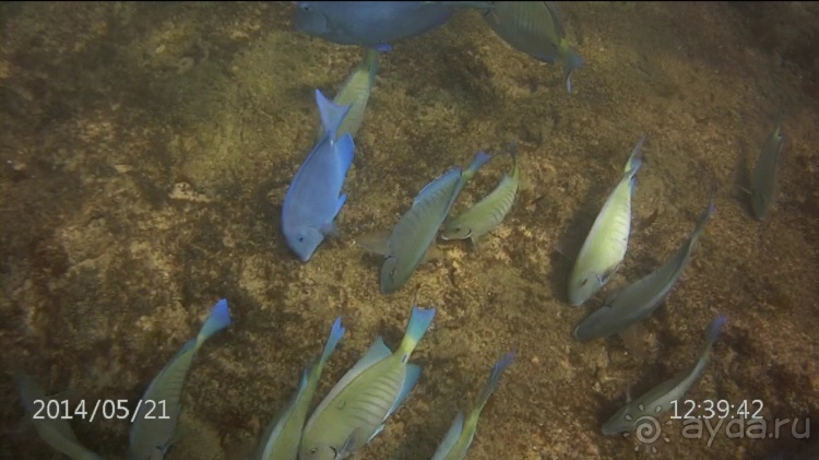 Живая Бразилия. 4/2 и 5. Штаты Pernambuco и Sao Paulo