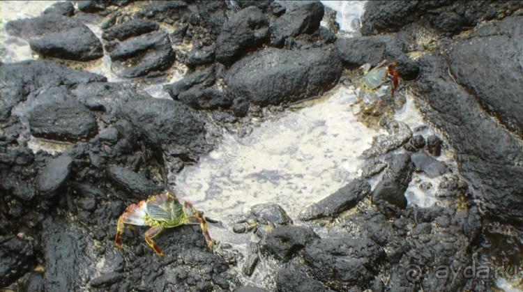 Живая Бразилия. 4/2 и 5. Штаты Pernambuco и Sao Paulo