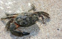 Урочище Атлеш