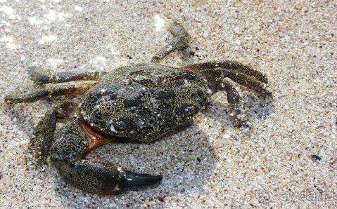 Урочище Атлеш