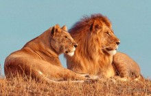 Самый крупный парк львов в Европе - Тайган