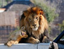 Самый крупный парк львов в Европе - Тайган