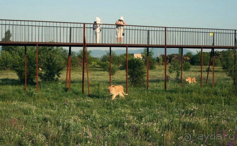 Самый крупный парк львов в Европе - Тайган