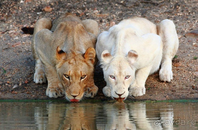 Самый крупный парк львов в Европе - Тайган