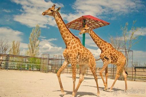 Самый крупный парк львов в Европе - Тайган