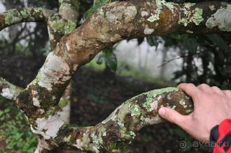 Чайный  тур в Китай