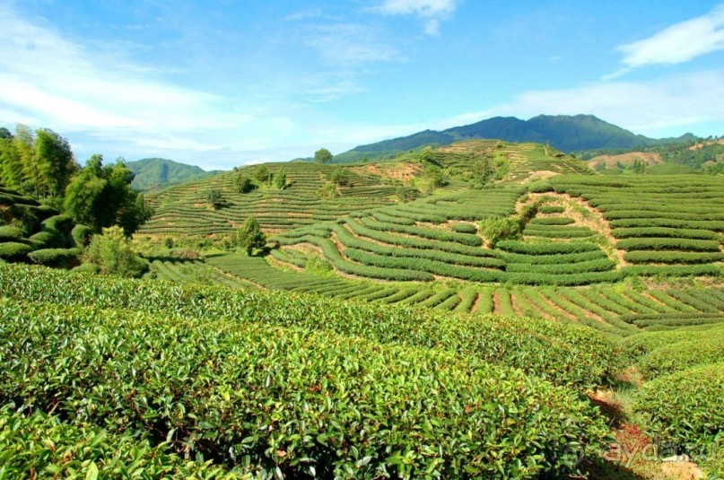 Чайный  тур в Китай