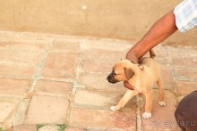 фото Herradura (закрыт)